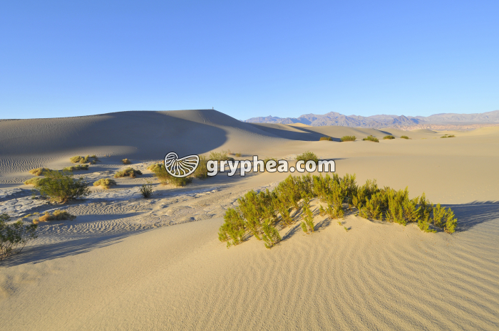 Milieu désertique Californie) - gryphea.com